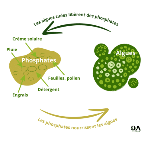 Le phosphate? Qu’est-ce que ça mange en hiver?